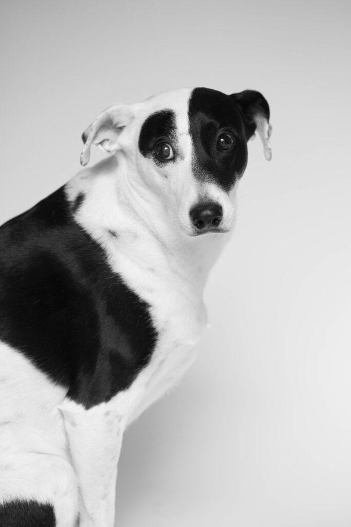 Portrait of Finn the dog, Seriatim's Chief Barketing Officer