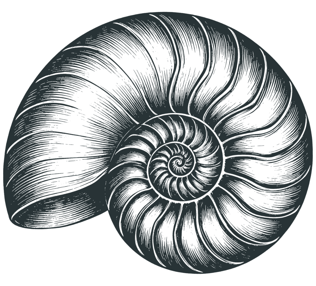 illustration of a sea shell