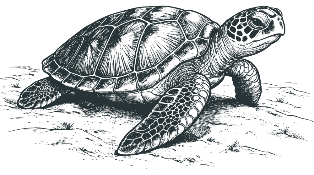 illustration of a sea turtle